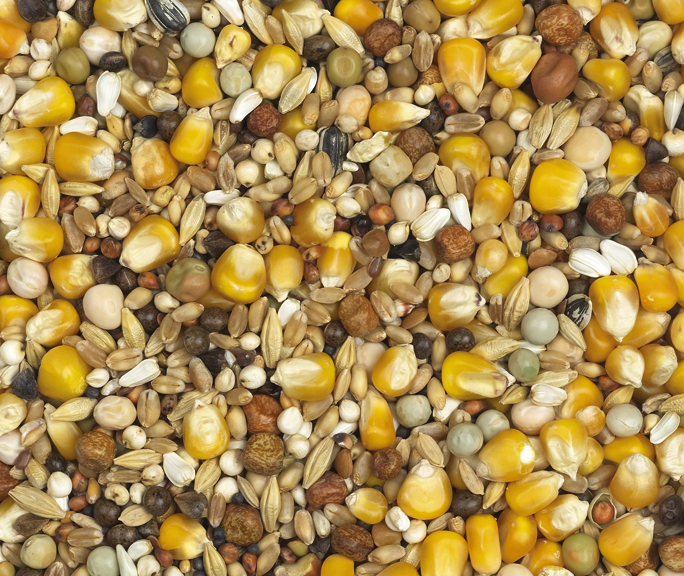 Van Robaeys - Rui Gele Cribbs nr. 6, 25 KG